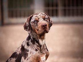 Der große Louisiana Catahoula Leopard-Mix Joschi sucht einen rasseerfahrenen Halter.