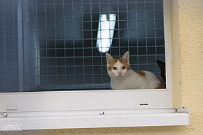 Die Katzen haben einen Innen- und Außenbereich. Foto: Anika Weber