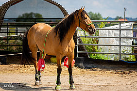 Foto von Mustang Casanova und Trainerin Janell Baader beim Training