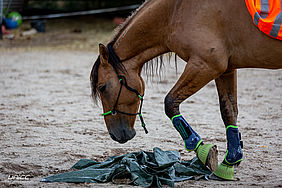 Foto von Mustang Casanova und Trainerin Janell Baader beim Training