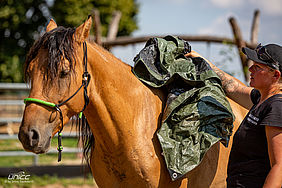 Foto von Mustang Casanova und Trainerin Janell Baader beim Training