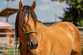 Foto von Mustang Casanova und Trainerin Janell Baader beim Training