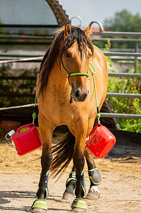 Foto von Mustang Casanova und Trainerin Janell Baader beim Training