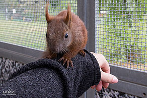 Eichhörnchen im Tierheim. Foto: Anika Weber