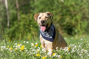 Ian ist am längsten im Tierheim und schon 11 Jahre alt. 