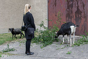 Deutsche Edelziegen und Anika. Foto: Radio UNiCC