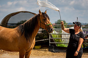 Foto von Mustang Casanova und Trainerin Janell Baader beim Training