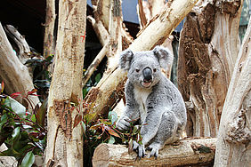  Foto: Zoo Leipzig