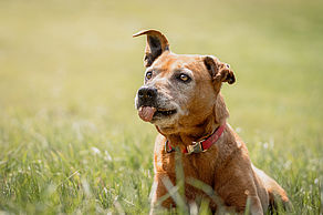 Jessi ist schon eine Seniorin (13 Jahre) und wird immer übersehen. Dabei ist sie sehr familien-freundlich und umgänglich.