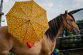 Foto von Mustang Casanova und Trainerin Janell Baader beim Training