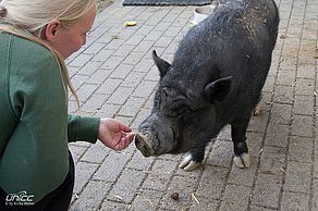 Hängebauchschwein Bärbel wird auch nicht vermittelt. Foto: Anika Weber