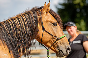 Foto von Mustang Casanova und Trainerin Janell Baader beim Training