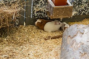 Meerschweinchenbabys im Tierheim. Foto: Anika Weber