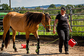 Foto von Mustang Casanova und Trainerin Janell Baader beim Training