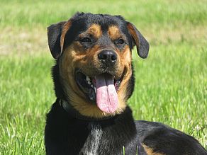 Louis ist ein großer Beauceron-Mix und erst zwei Jahre alt.