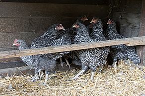 Auch Hühner leben im Tierheim, sie werden aber nicht vermittelt. Foto: Anika Weber