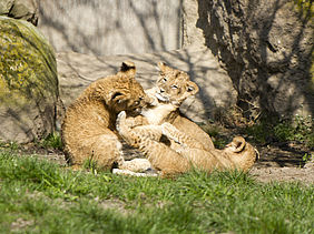  Foto: Zoo Leipzig