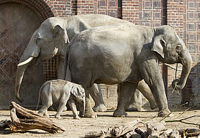  Foto: Zoo Leipzig