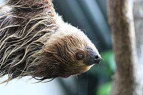 Faultier Kathrin lebt im Tierpark Chemnitz.